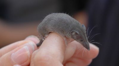 Close up of an Etruscan shrew being held on a human finger