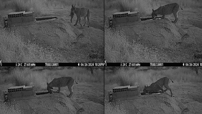 Four camera trap images of a lynx soaking a rabbit in a water trough.