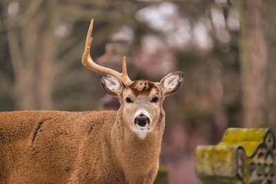 A deer buck with only one antler left on its head.