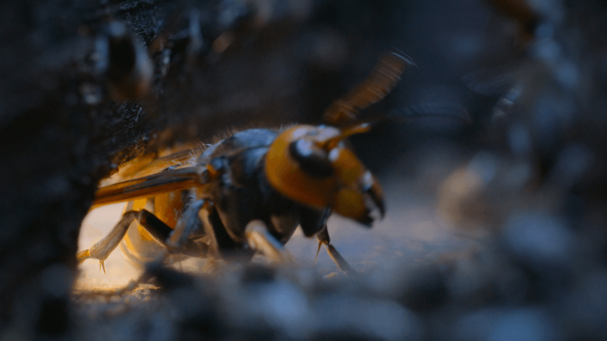 “It Reminds Me Of The Battle For Helm's Deep”: Bees Cook Murder Hornets To Death In Remarkable Hive-View Footage