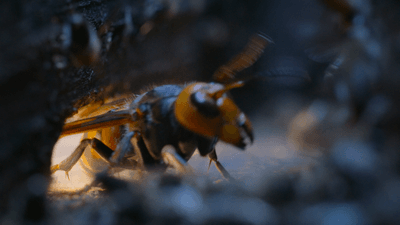 "murder hornet" manages to get inside an Asian honeybee hive. It is surrounded by bees.