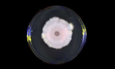 This colony of Bacillus subtilis is preyed upon by certain viruses, but sometimes it is saved by conflict between the virus species.