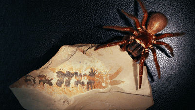 spider inspecting a fossil