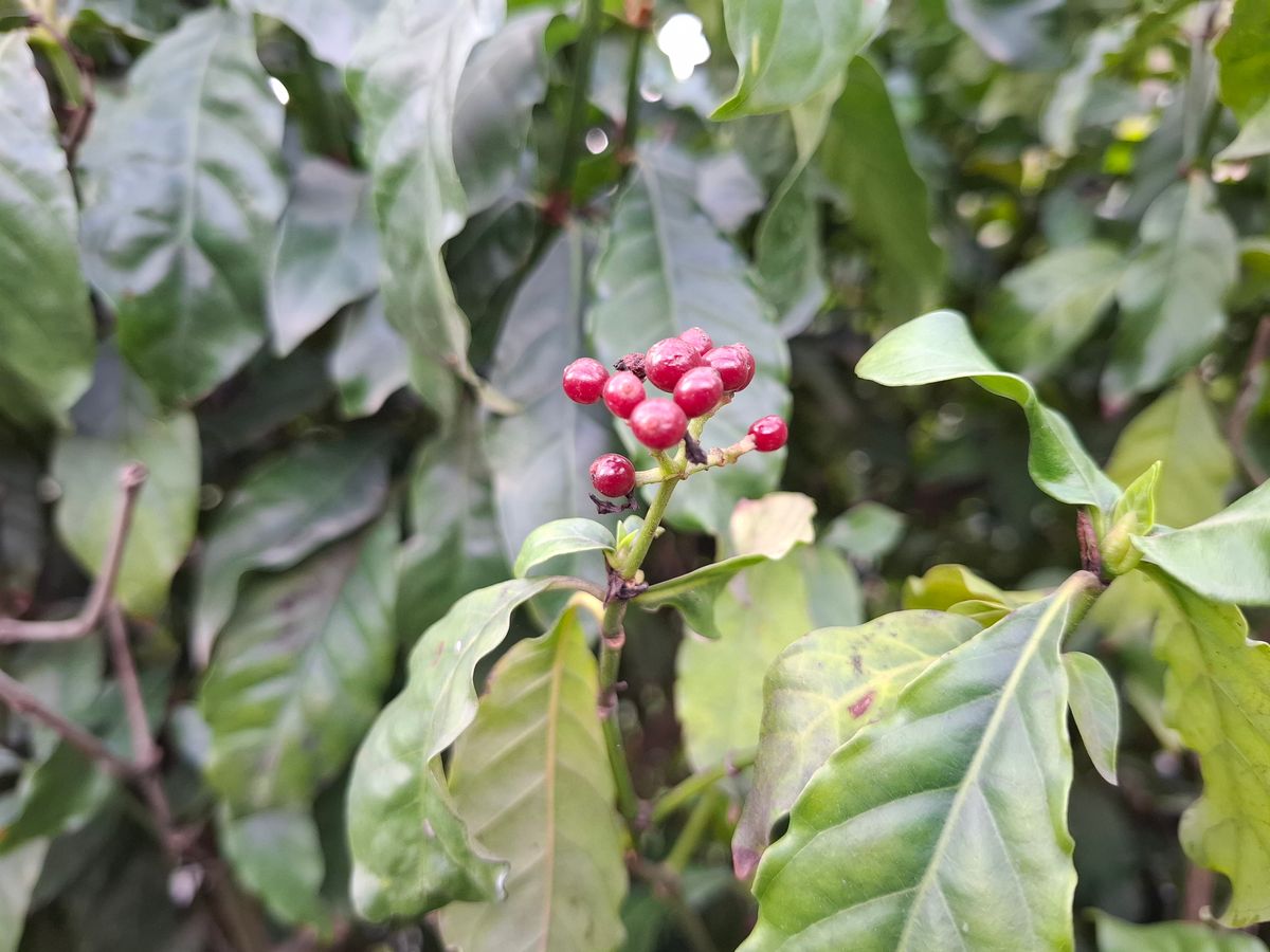 5 Different Psychedelic Compounds Have Been Produced In A Single Plant: “One Day, We'll Be Able To Make Tomatoes You Could Use For Psychedelic Microdosing"