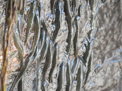 Lots of small, grey-brown fish cling onto a wet cliff face as they attempt to climb up a waterfall using their fins.