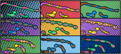 colorful microscope images in a three by three grid, showing mitochondria that are squised to look like strings of beads with colourful nucleoids inside them; the style is reminiscent of pop art
