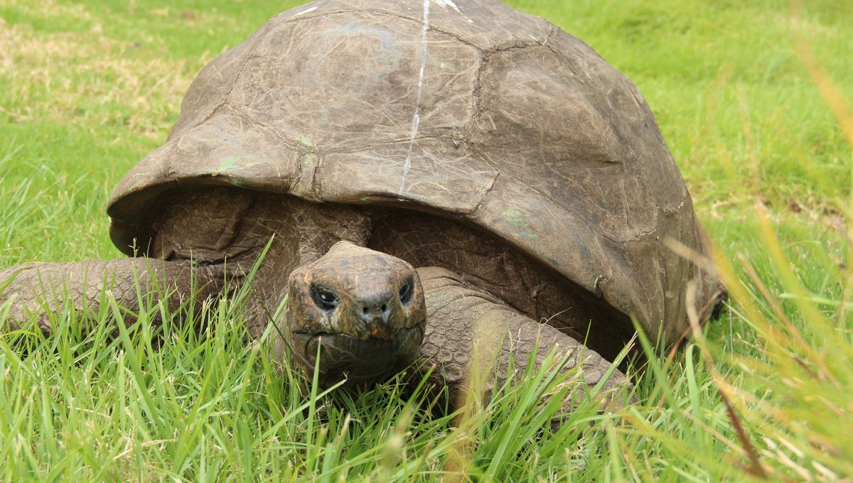 Jonathan The Tortoise, The World's Oldest Known Land Animal, Confirmed Alive After Viral Celebrity Death Hoax