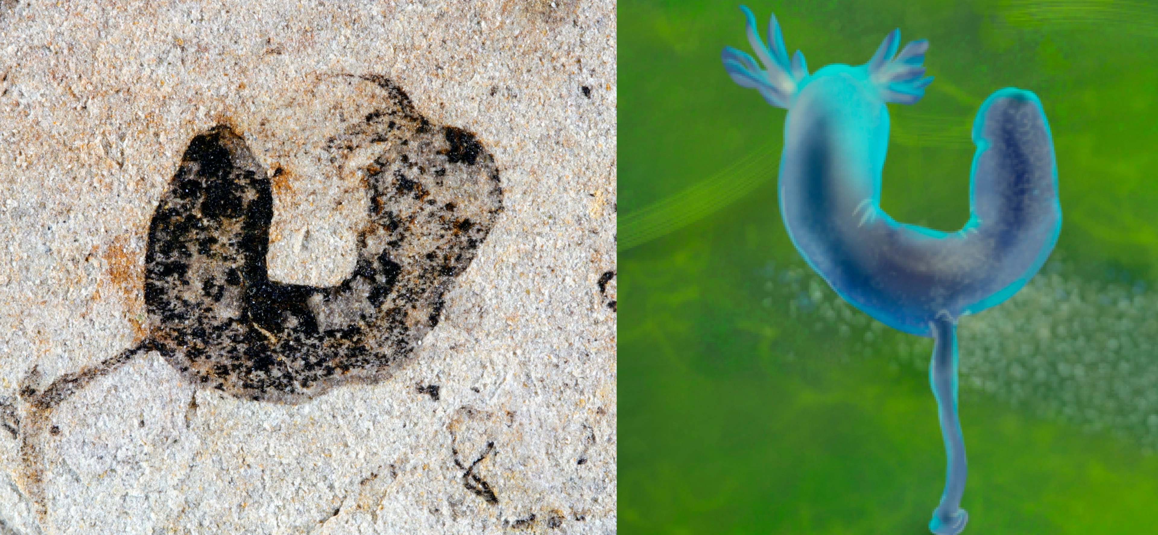 Jiangchuan biota: Early Deuterostomes And Other Animals Found In ...