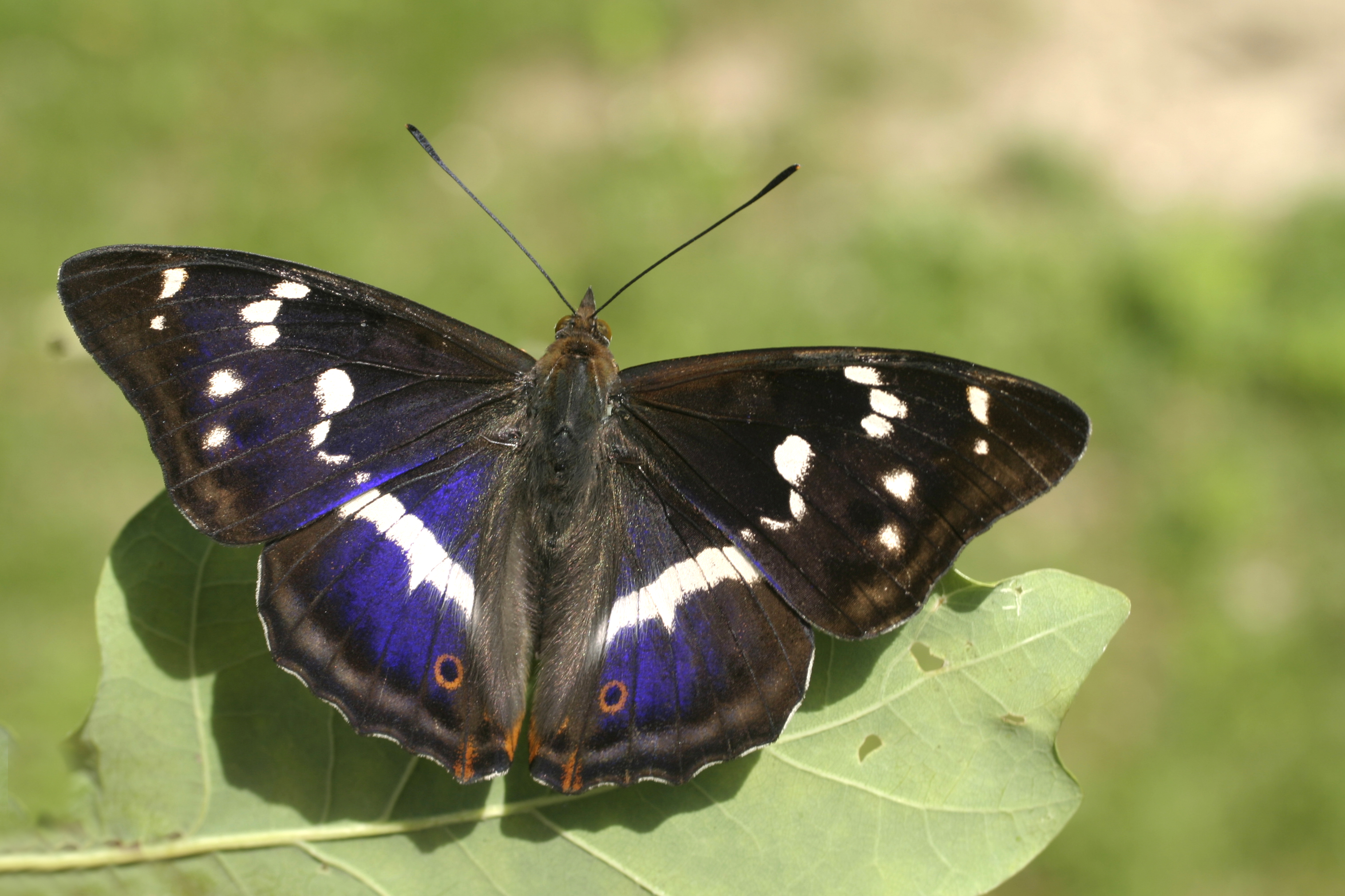  Purple Emperor: The new genus and species have been identified as close phylogenetic relatives of the today’s emperor butterfly. 