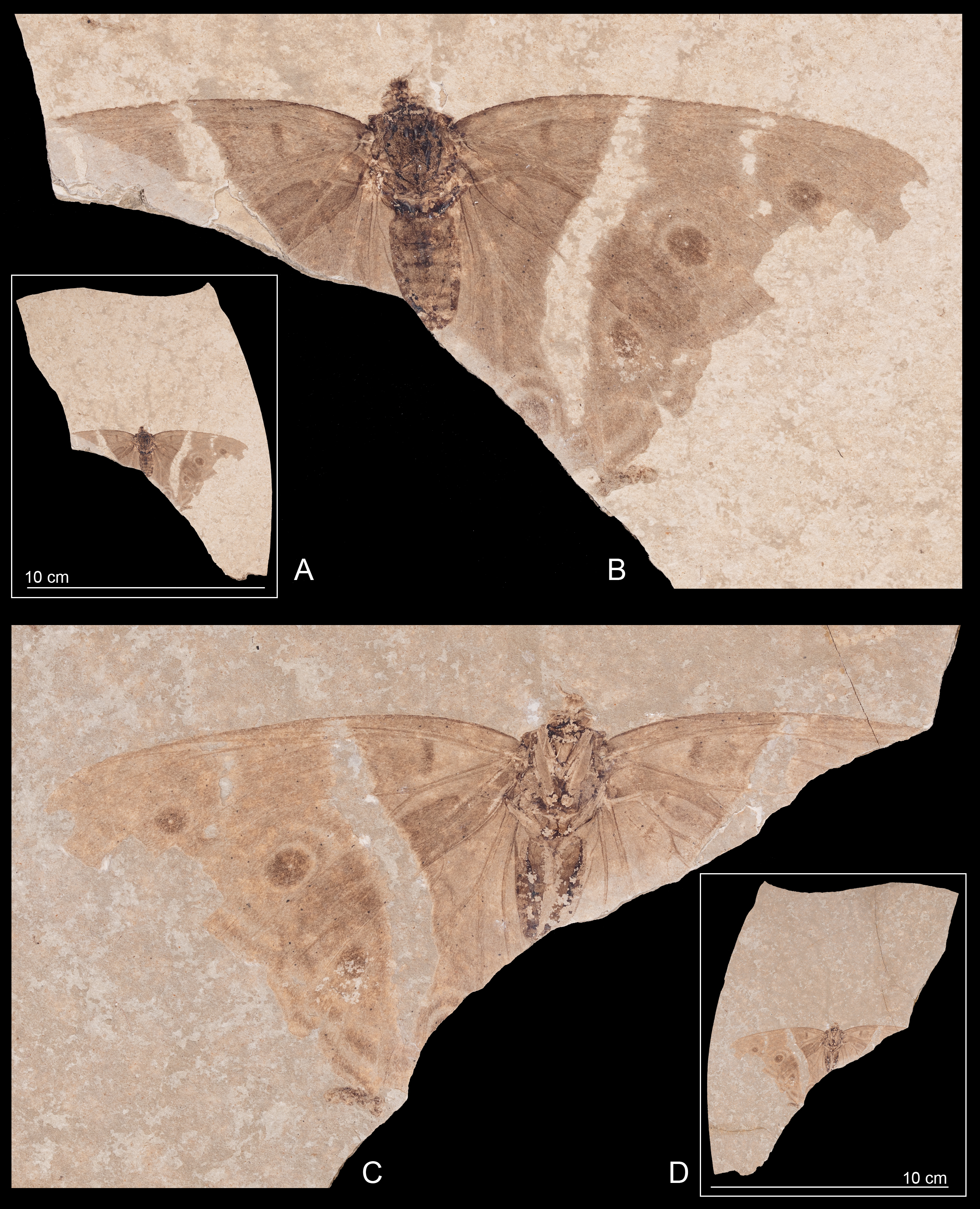 Fossil and details of the new species Apaturoides monikae.