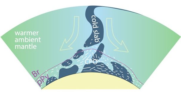 Schematic of deep mantle anisotropy and deformation induced by a sinking slab (blue), leading to crystal alignment (white sticks), also called crystallographic preferred orientation.