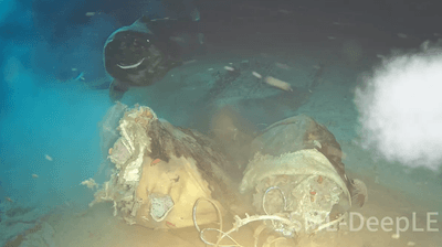 A pacific sleeper shark approaches a cow carcass placed by scientists in the South China Sea