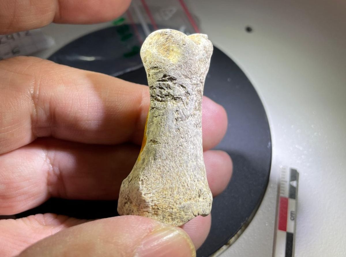 Neanderthals In France Made Tools From Rhino Bones And Horse Teeth 200,000 Years Ago