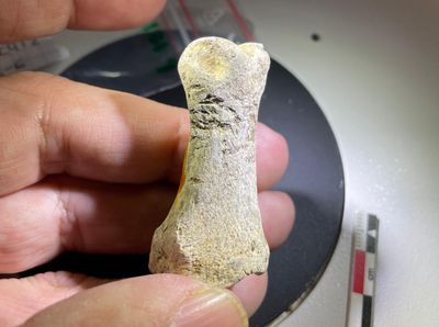 close up of someone's hand holding a small bone object