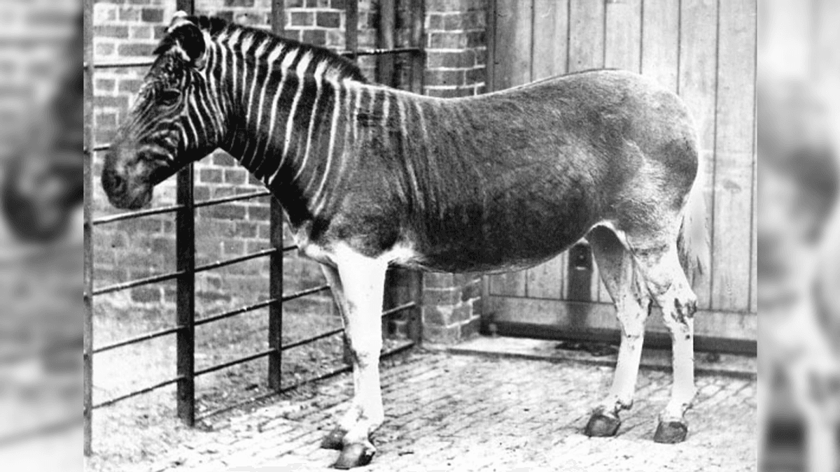 The Tragic Tale Of The Quagga, The First Extinct Animal To Have Its DNA Analyzed
