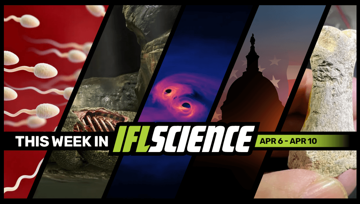 New Step Towards Male Contraception, Neanderthals Made Tools From Rhino Bones And Horse Teeth, And Much More This Week