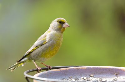 A greenfinch perches on the edge of a bird feeder with seeds