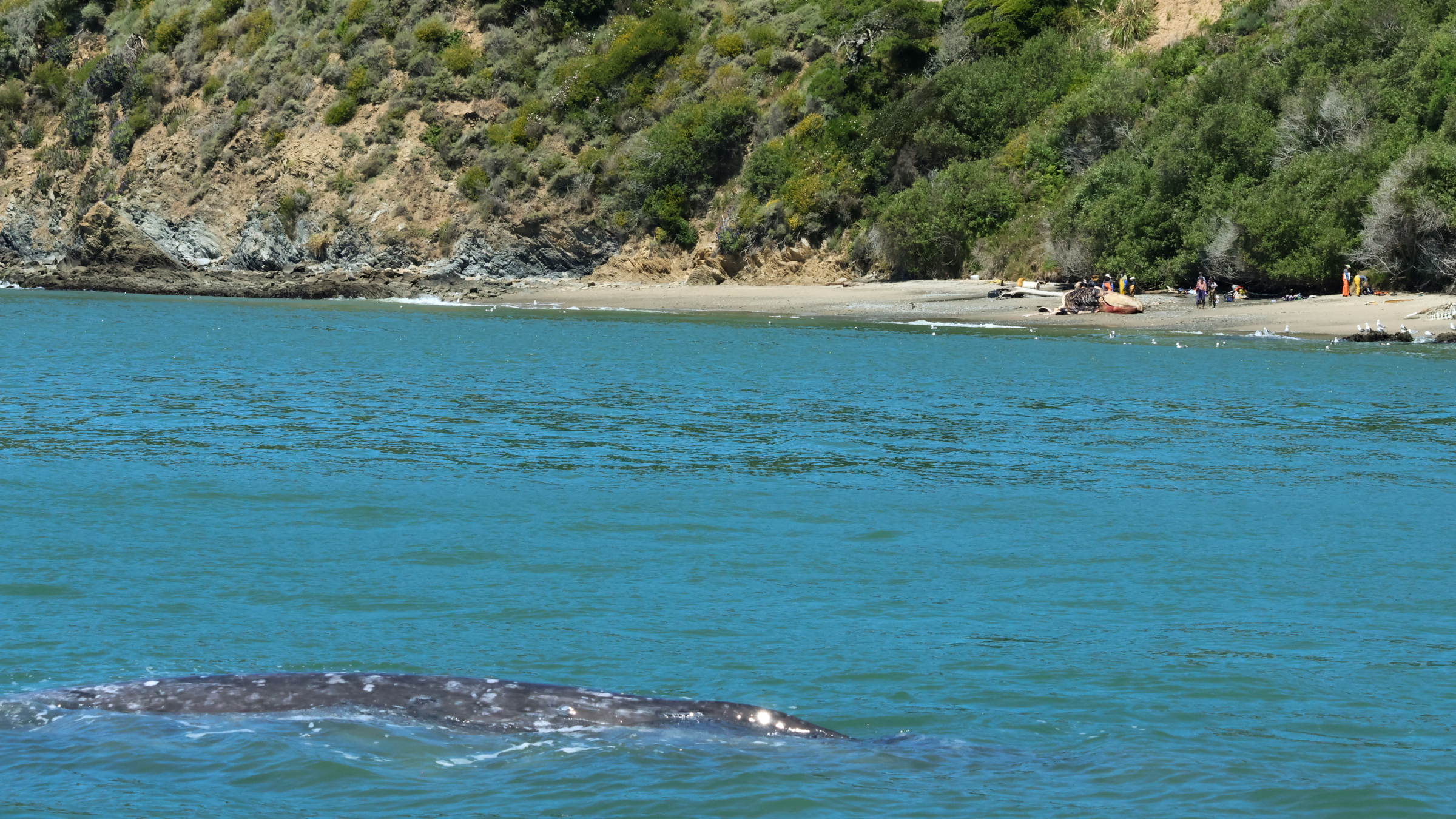While a necroscopy is performed on one whale on a beach, another lies dying offshore. Known as ladybug, the whale in the foreground was dead within weeks