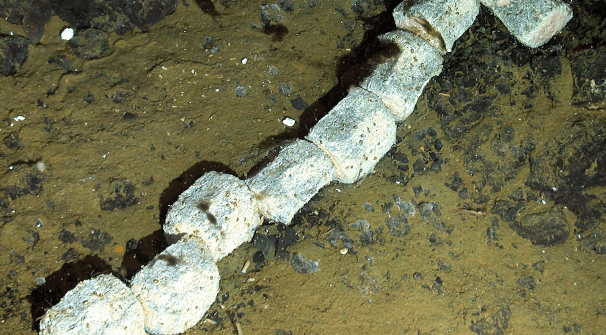 Scientists Found A Whale Carcass 1,444 Meters Below The Surface Of Antarctica's Sea, Revealing "Mysteries Of Deep Ocean Biology"