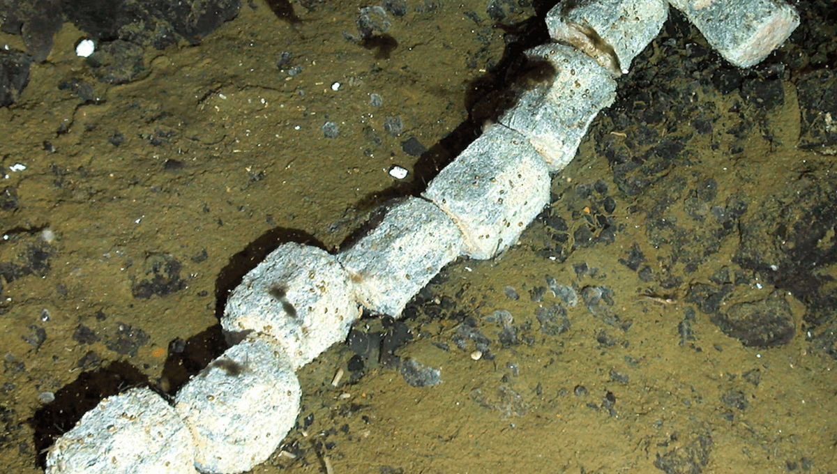 Whale Fall In Antarctica: A Sunken Carcass On The Seafoor Revealed New Species And Fresh Insights