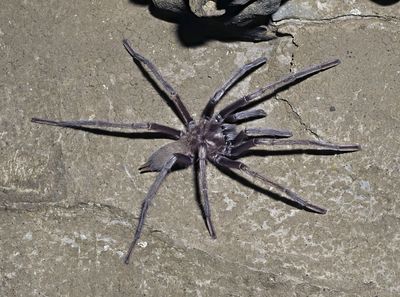 A very large grey tarantula on a rocky background.