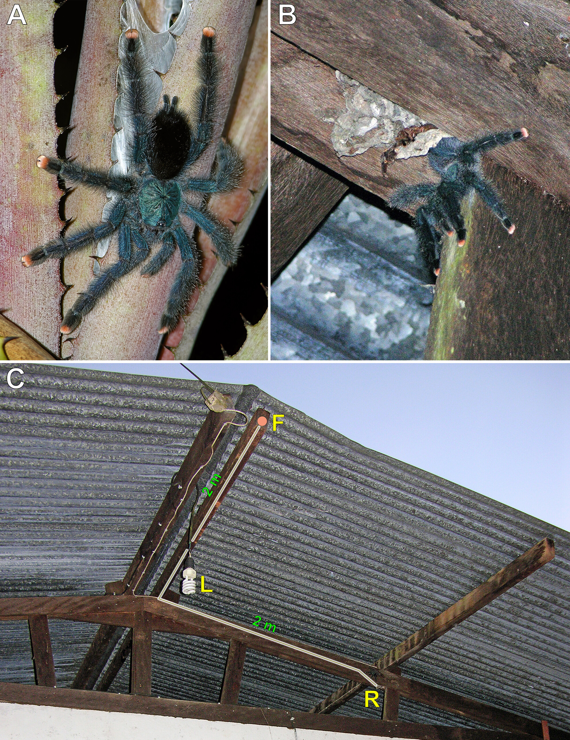 Three photos, the top two showing a very large hairy tarantula species with pink toes. The bottom showing the path from the spider's home to their feeding area. Three photos, the top two showing a very large hairy tarantula species with pink toes. The bottom showing the path from the spider's home to their feeding area.