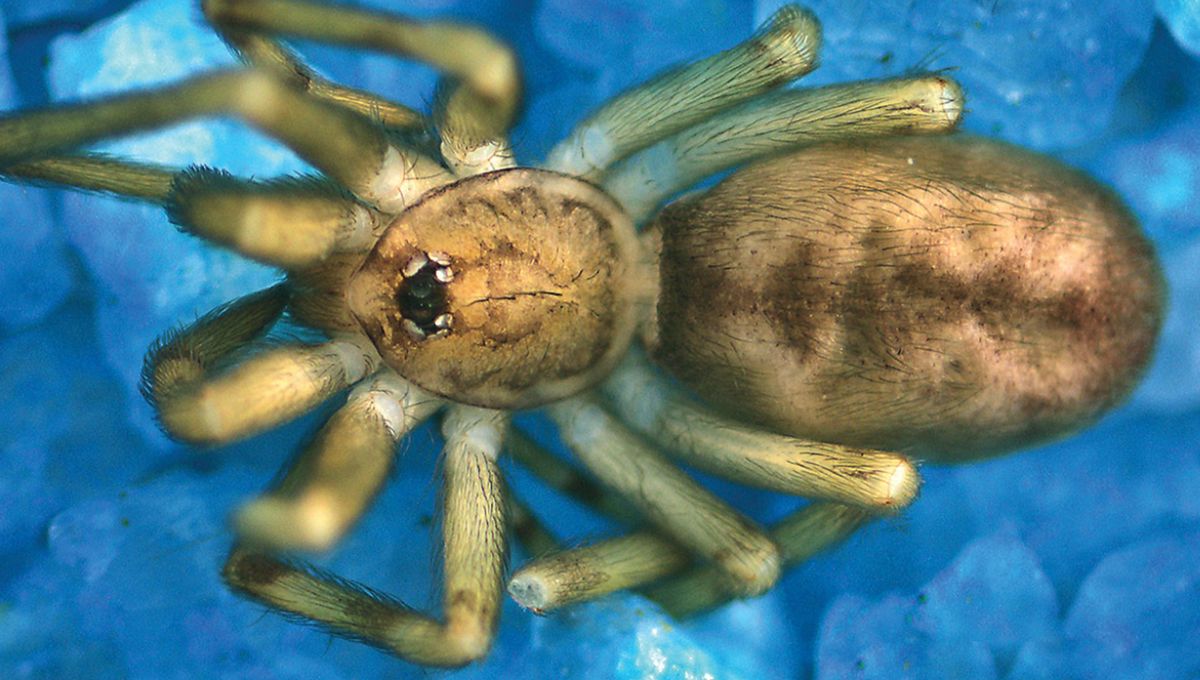 Point Flash / 【HIMEJA様用】SPIDERS Scientific El the Along Nature – Handy Are Spiders for Names 洋楽