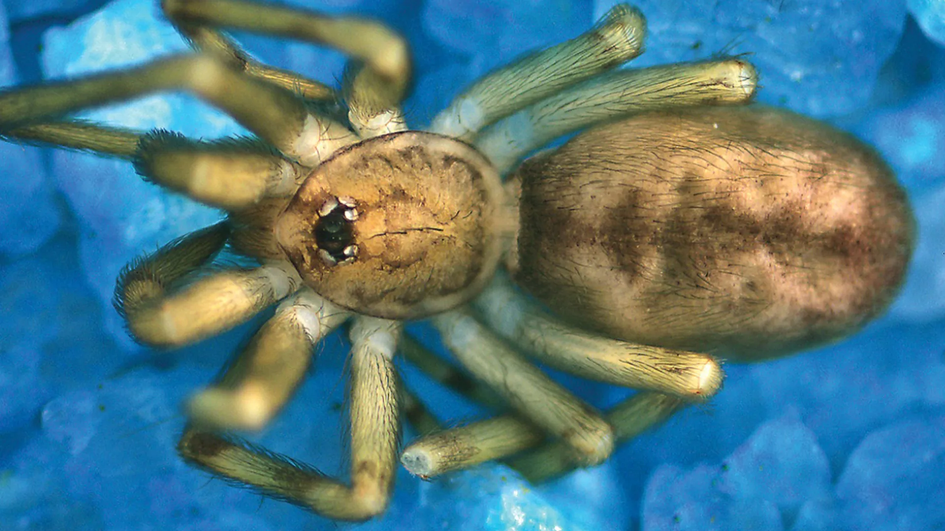 New Species Of Wall-Dwelling Colombian Spider Named After Iconic