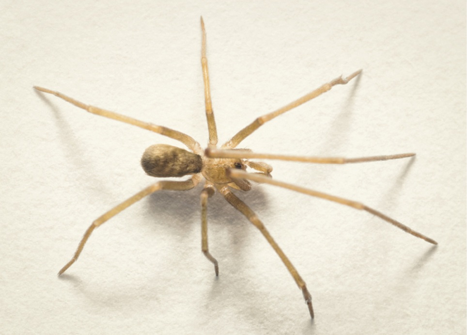 A close up image of the spider. It is standing facing the right and shows off a relatively slim body compared to the wide length of its legs. It is a sandy brown color with darker band-like patches on its abdomen. 
