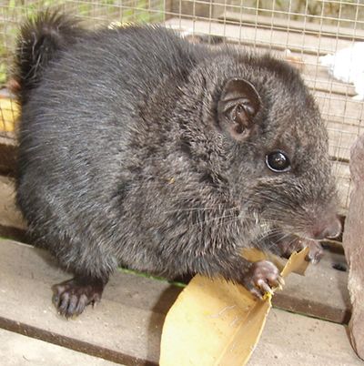 Young male Laotian rock rat, Laonastes aenigmamus (