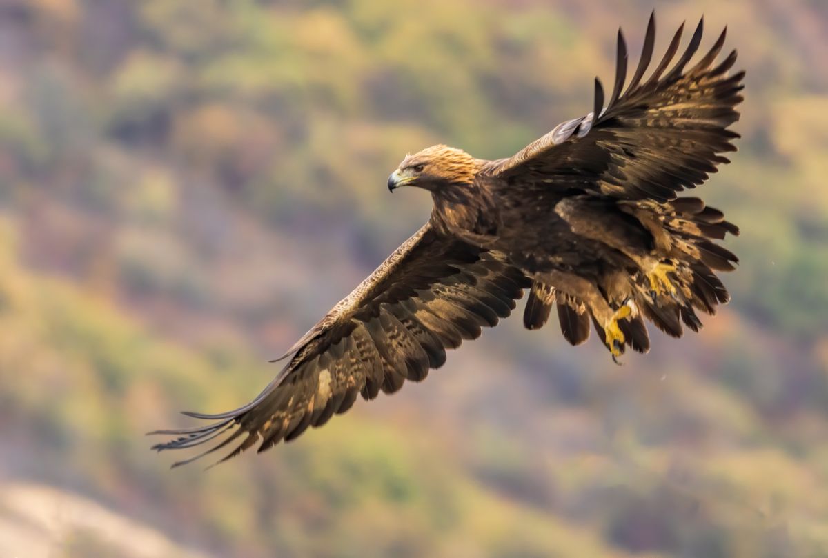 After 150 Years Of Hurt, Golden Eagles Could Be Coming Home To England By 2027