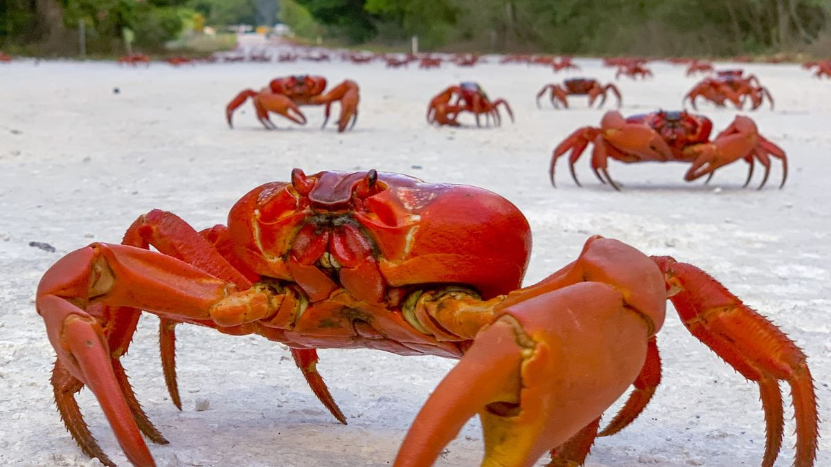 Millions Of Red Crabs Make A Perilous Migration Each Year On Christmas Island