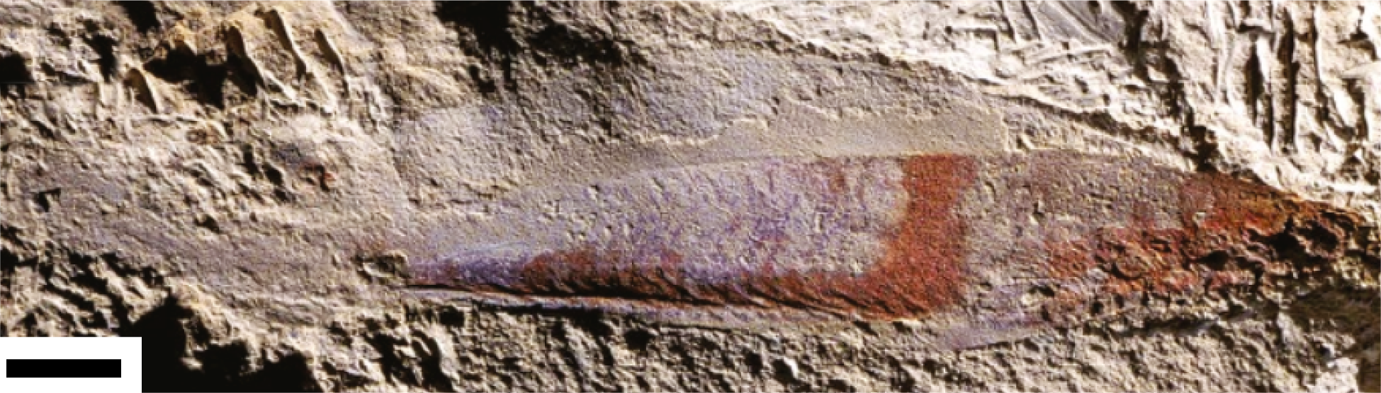 A fossilized specimen belonging to the Myllokunmingiidae family, an early eel-like vertebrate.