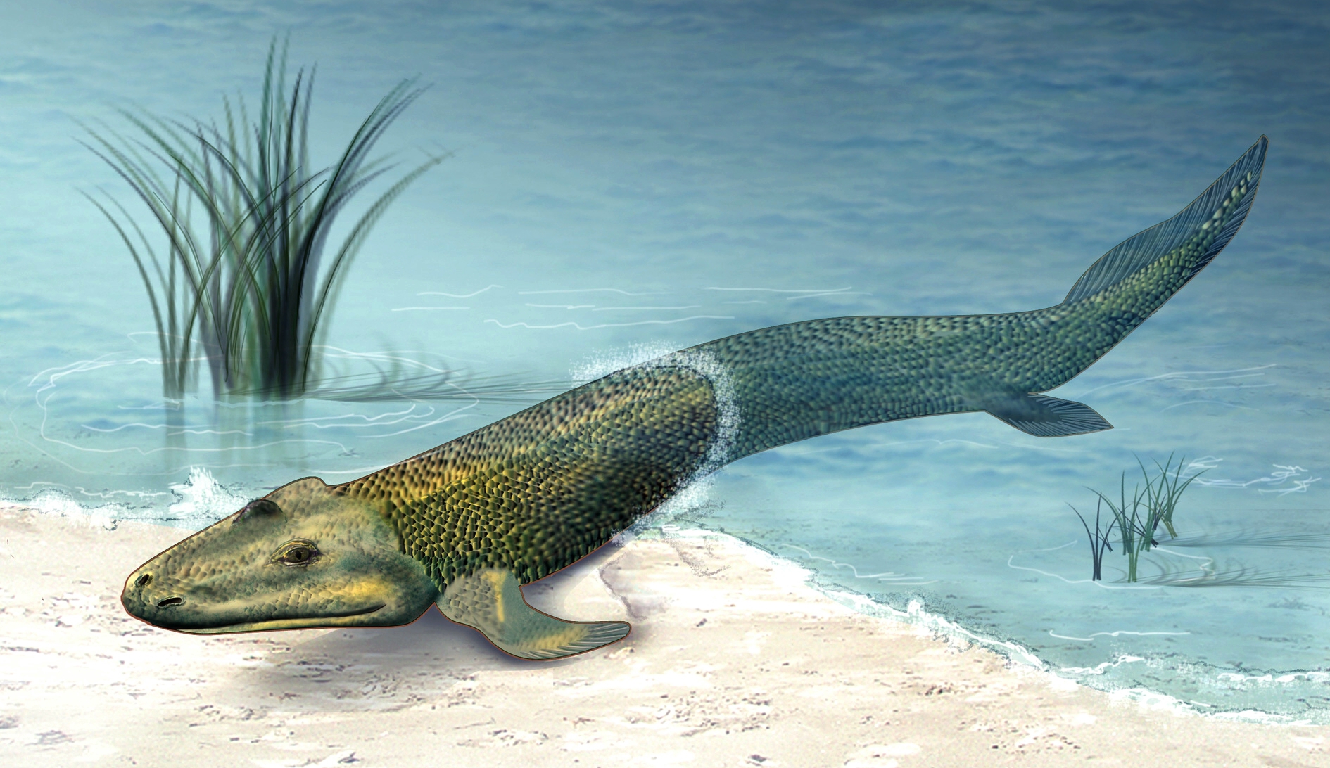 Artist's impression of Tiktaalik roseae, a late Devonian-era lobe-finned fish, with half its body in the water and the other half on land