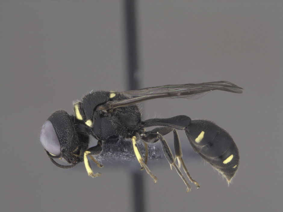 A small black and wasp. Preserved as a museum sample. A small black and wasp. Preserved as a museum sample.