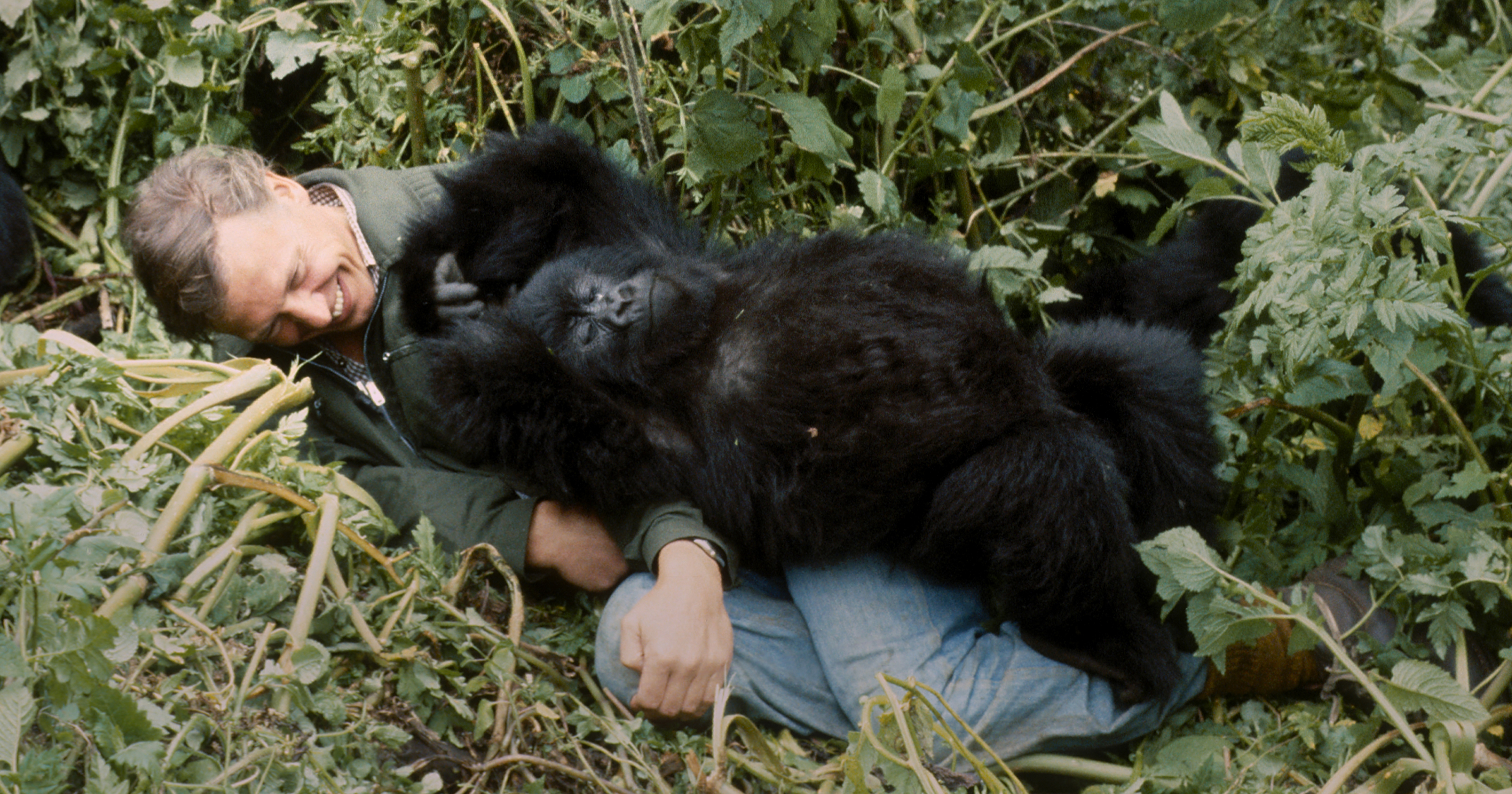 A young David Attenborough acts as a lounge chair for 3-year-old Pablo the mountain gorilla during filming in the late 1970s. A young David Attenborough acts as a lounge chair for 3-year-old Pablo the mountain gorilla during filming in the late 1970s.