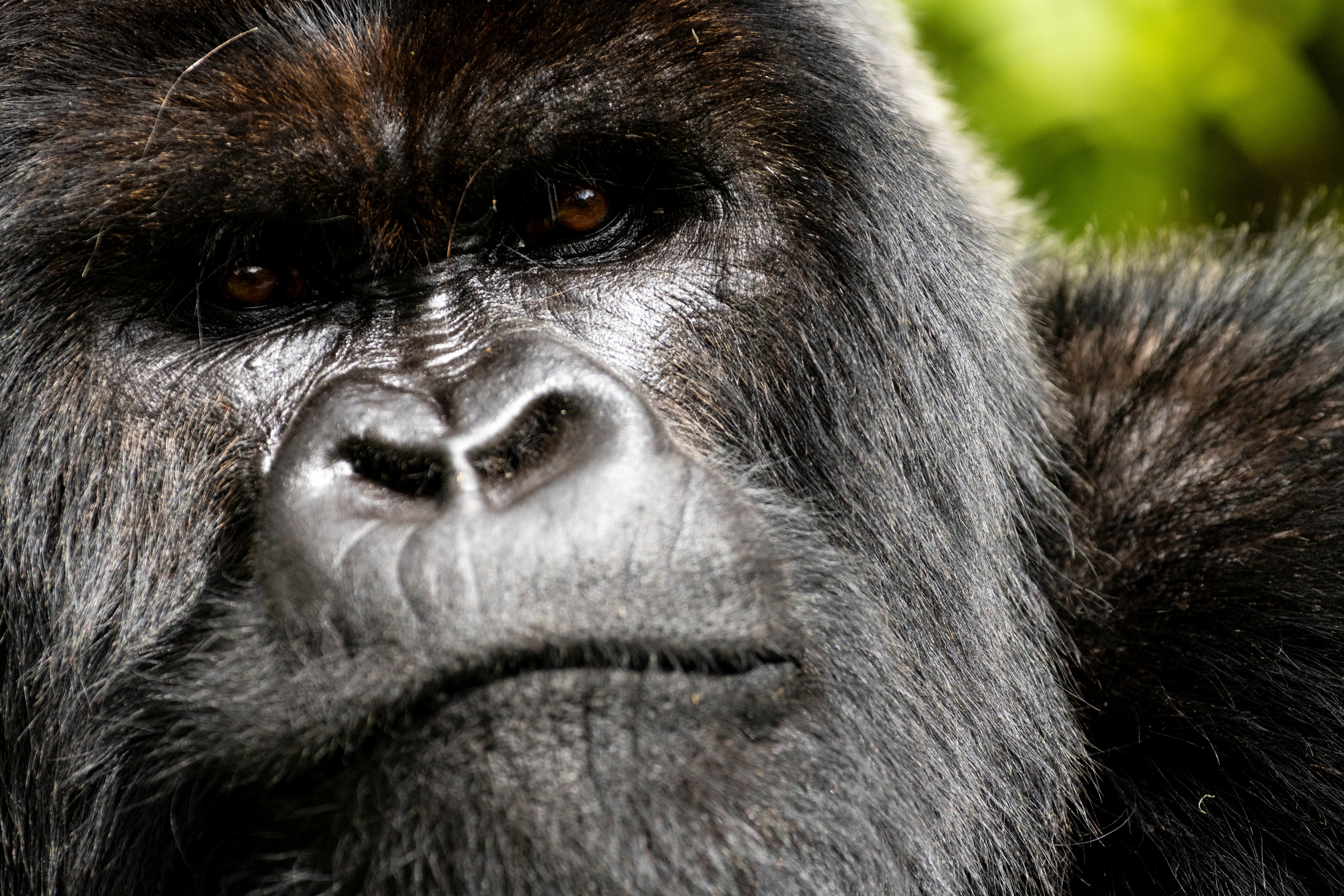 close up of the face of an adult male gorilla close up of the face of an adult male gorilla