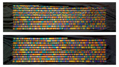 The DNA sequence of CCR5 Delta 32 gene mutation
