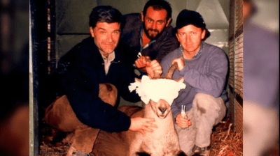 April 20, 1999: Juan Seijas (left) and Alberto Fernández-Arias (right). "Celia" is anesthetized, with eyes protected. Ordesa and Monte Perdido National Park. 