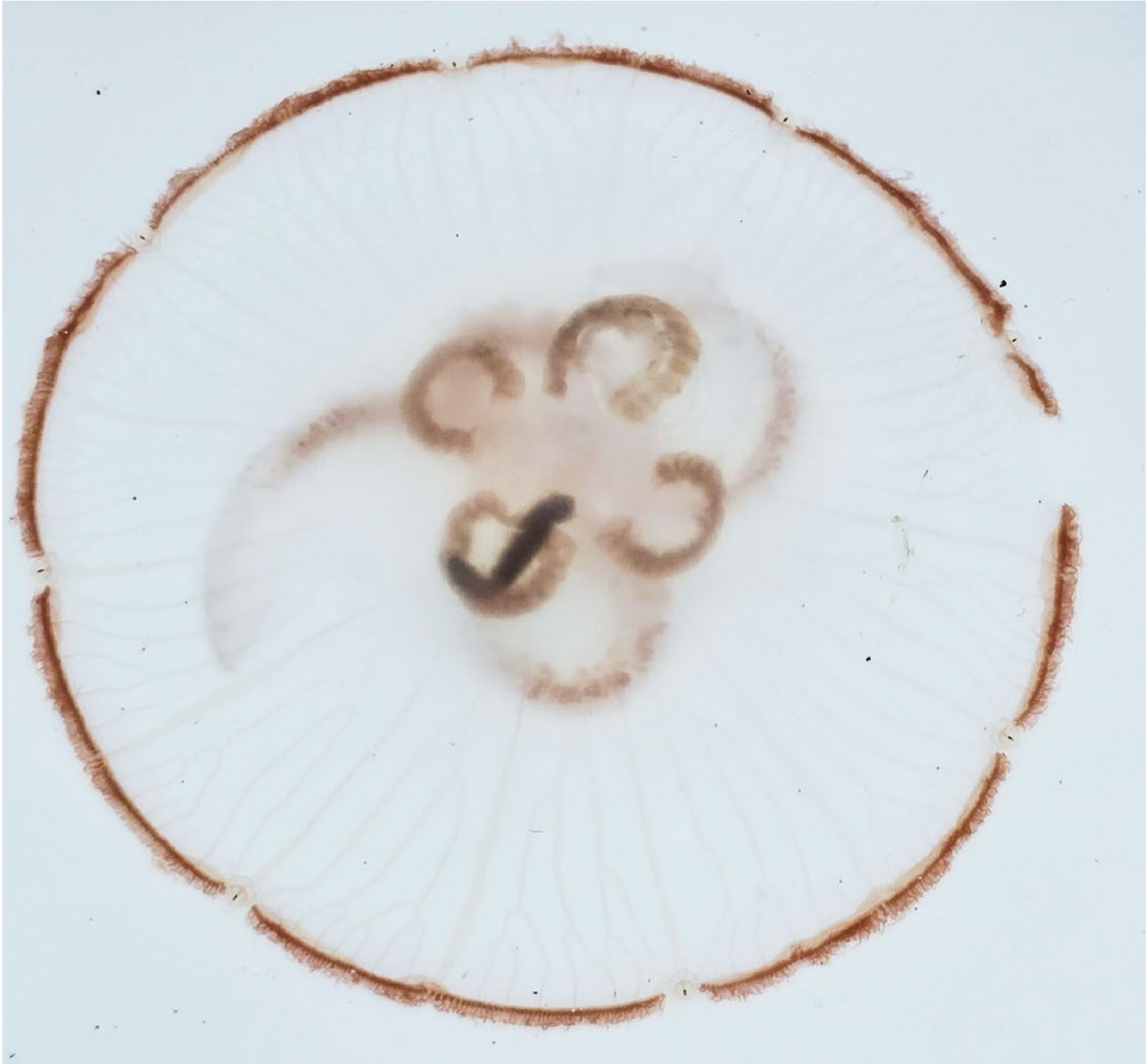 An Aurelia aurita jellyfish, mostly clear with brown circle around its bell, and brown features in the middle. Inside the bell a worm can be seen.