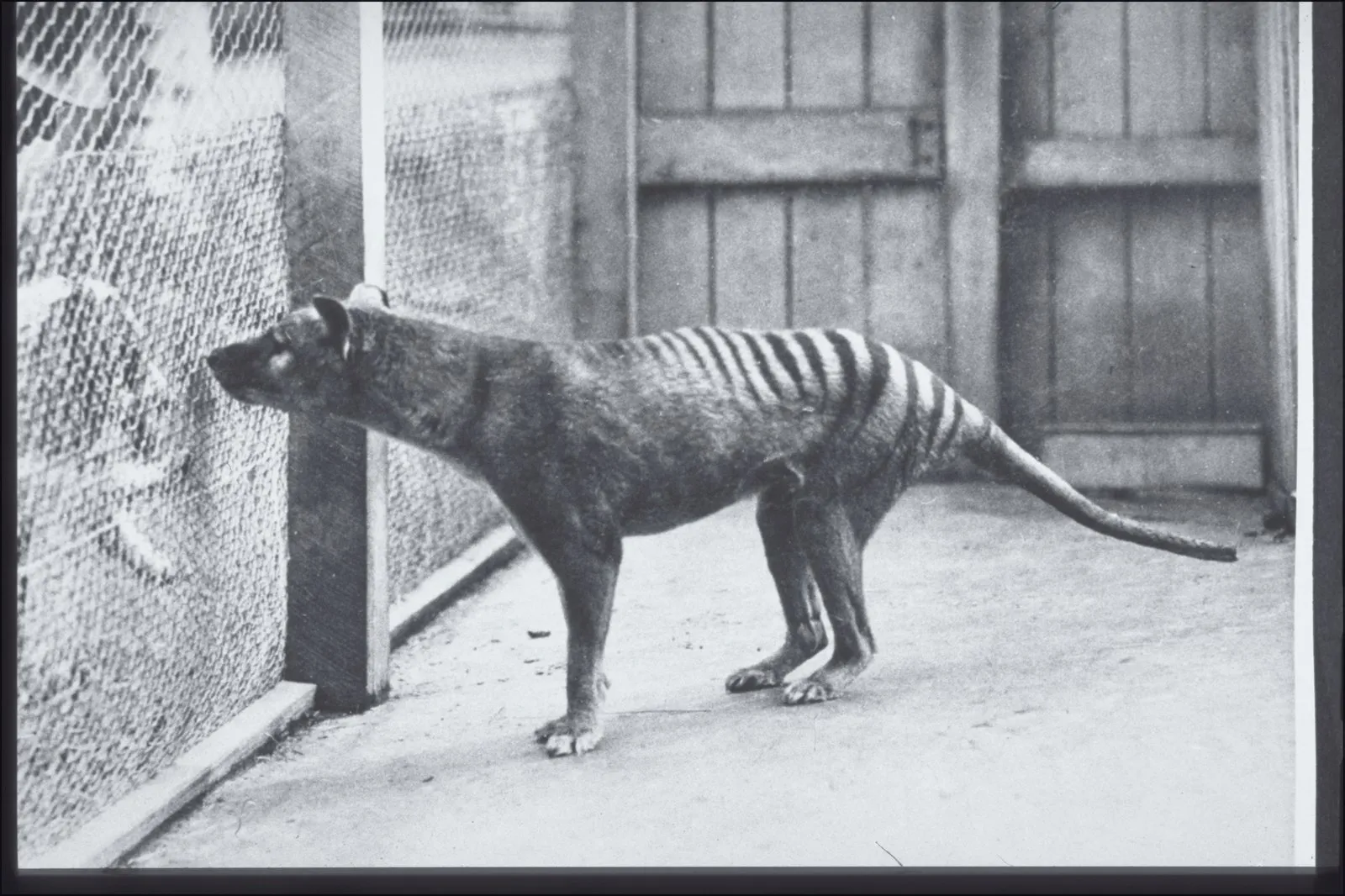 The Last Tasmanian Tiger: What We Know, What We Got Wrong, and