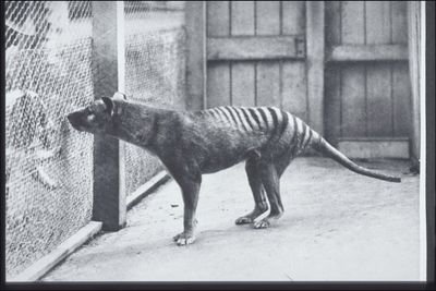 Postcard of “Tasmanian Marsupial Wolf” at Hobart Zoo in 1928 from the G.P. Whitley Papers Australian Museum Archives