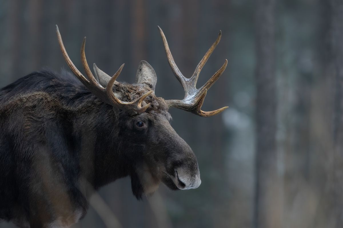 What Is The Fastest Growing Mammalian Tissue?