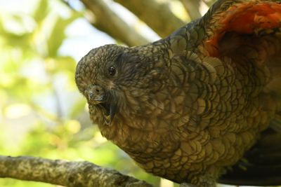 Bruce the kea pears out from a branch