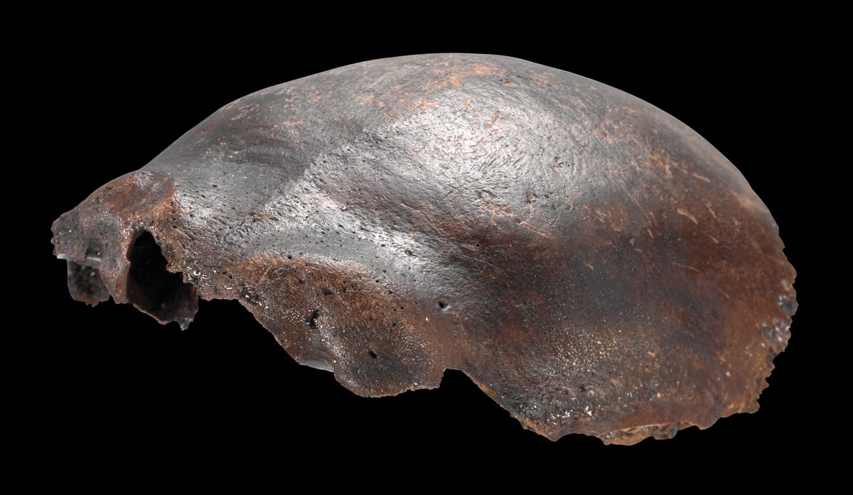 7,500-Year-Old "Neanderthal-Human Hybrid" Skull Turns Out To Be Something Different