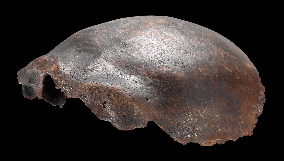 7,500-Year-Old "Neanderthal-Human Hybrid" Skull Turns Out To Be Something Different