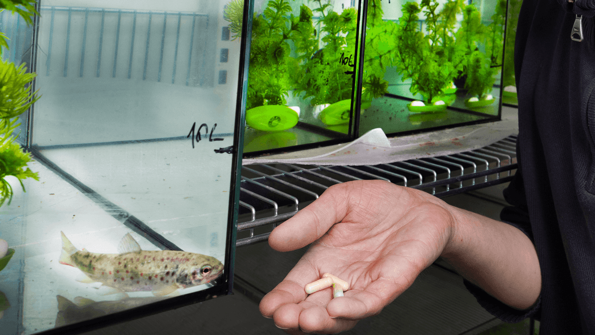 Forget Cocaine Bear, Researchers Are Using Cocaine Salmon To See How Drugs Affect Animal Behaviour