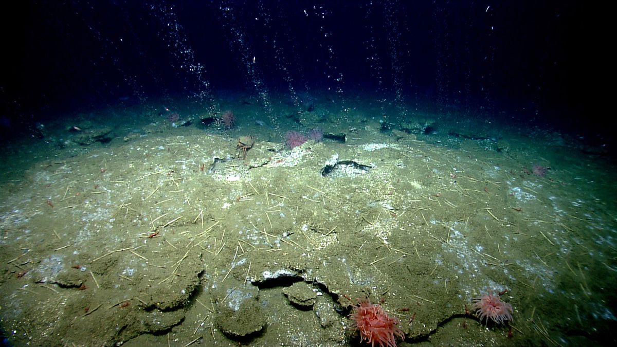 Earth's Deep Tectonic “Pump” Moves Billions Of Microbes To The Surface In An Evolutionary Cycle