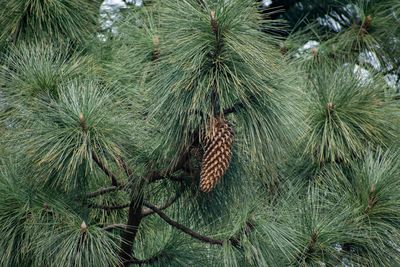 A Coulter pine tree with large hanging brown cone