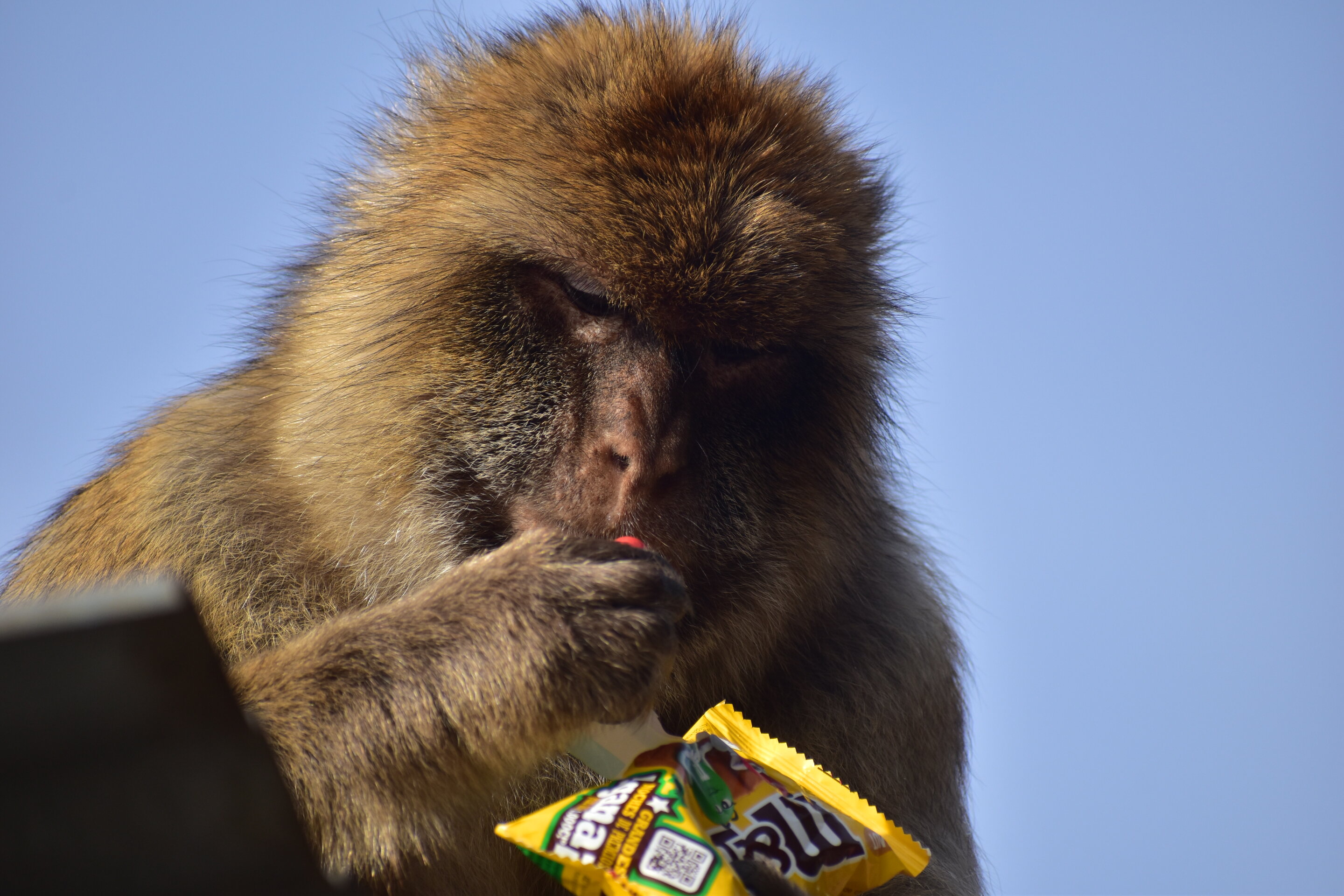 A Gibraltar macaque finishes a packet of M&Ms. 